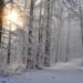 snow, winter, forest-4668099.jpg
